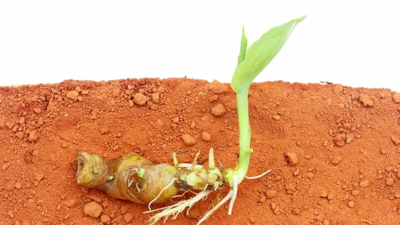 Cultivarea curcumei în ghiveci: cum să crești o plantă frumoasă și sănătoasă.