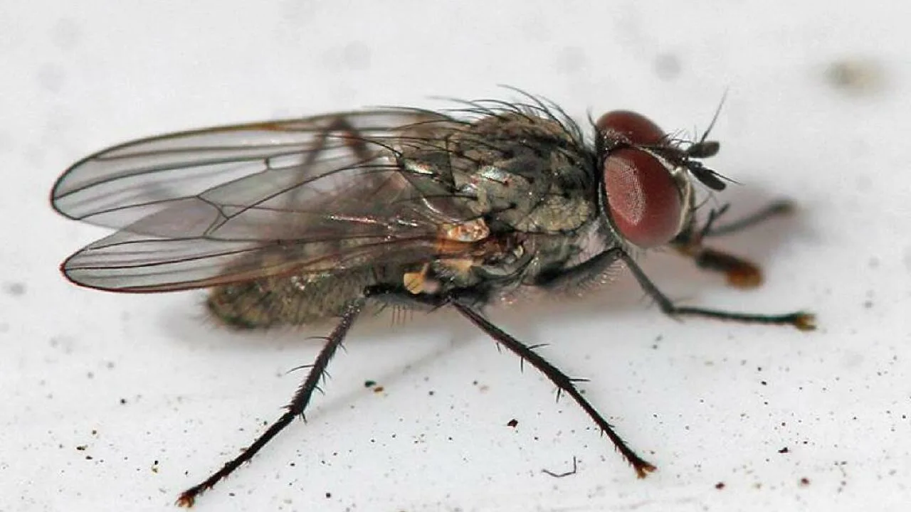 Preparați 8 pliculețe și turnați-le într-o cratiță. Acest lucru va distruge toate muștele. Remediu casnic împotriva muștelor.