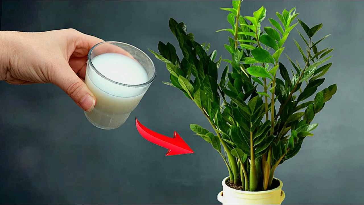 După adăugarea acestui nutrient, zamioculcasele dvs. vor produce foarte repede o mulțime de frunze noi. Grădinarul vă sfătuiește: „Adăugați-l în ghiveci chiar acum”.