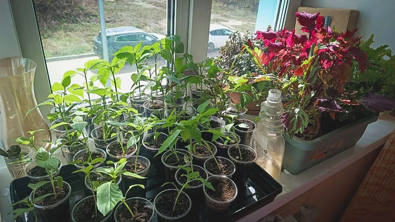 Aceste flori și legume trebuie semănate în februarie. Iată cum trebuie pregătite răsadurile.