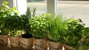 Feng Shui: Care sunt locurile din casă considerate sacre pentru amplasarea ghivecelor cu busuioc, rozmarin și mentă?