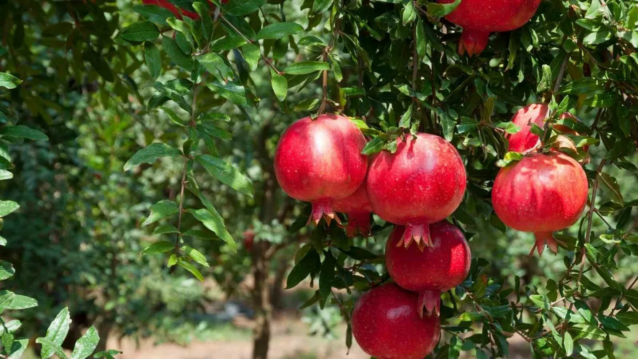 Ideal pentru case mici: un copac care nu prinde rădăcini și fructifică toată vara.