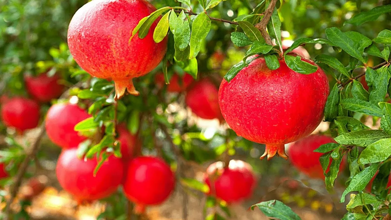 Ideal pentru case mici: un copac care nu prinde rădăcini și fructifică toată vara.