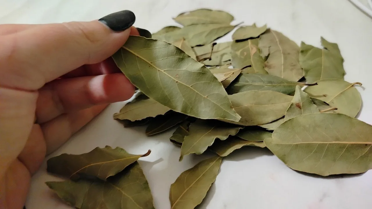 Atragerea bogăției: frunza pe care trebuie să o purtați cu voi pentru a „magnetiza” abundența.