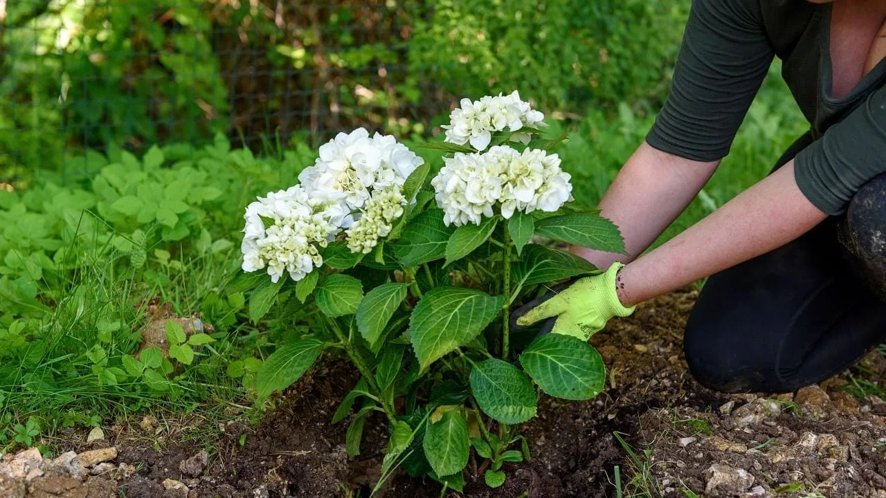 Înflorește în valuri până toamna și strălucește ca un nor galben: un arbust de nouă generație