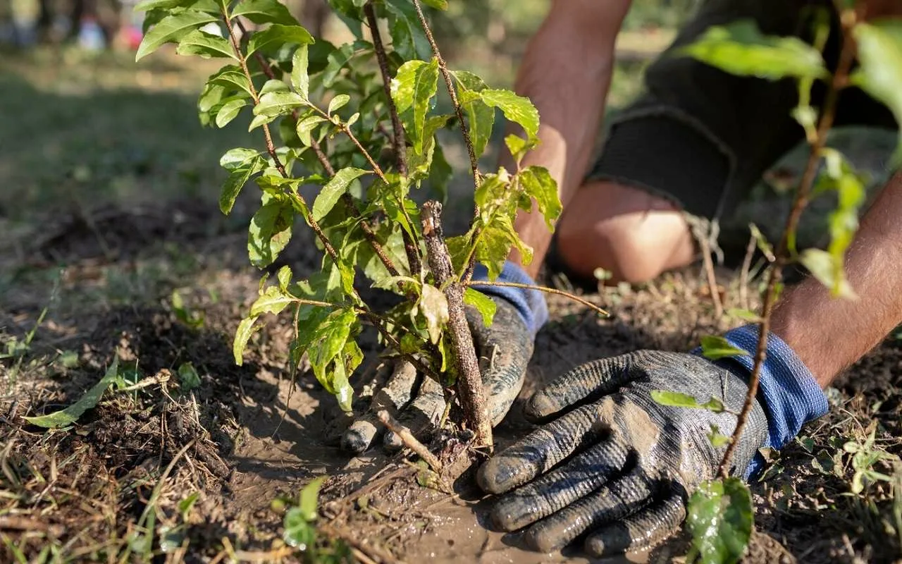 Ce copac este cel mai potrivit pentru plantare, deoarece nu înrădăcinează și oferă umbră?