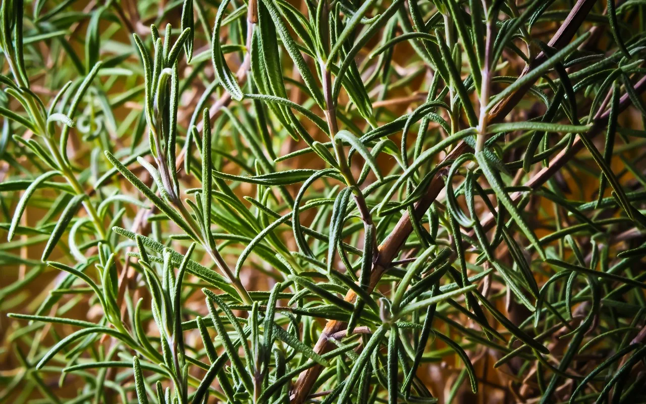 Nici orez, nici ouă: ce să adaugi la rozmarin pentru ca acesta să rămână verde tot anul?