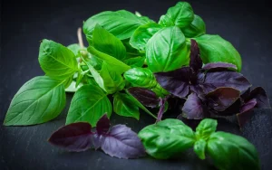 Cum să păstrați frunzele de busuioc pentru a rămâne proaspete mai mult timp.