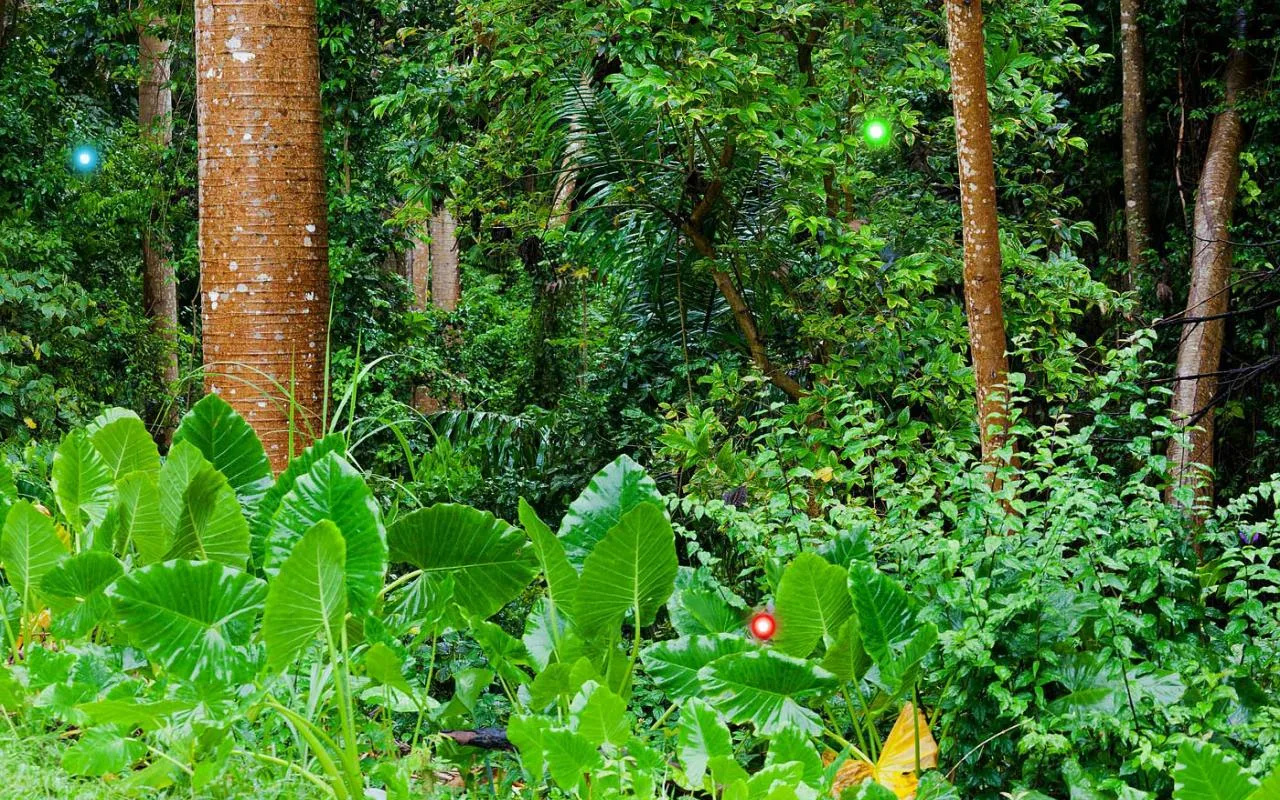 Oamenii de știință sunt foarte intrigați: cercetările au arătat că pădurile tropicale se refac mai repede datorită azotului.