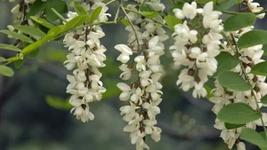 Ciorchinii albi atârnă ca niște candelabre: un copac care arată luxos fără capricii