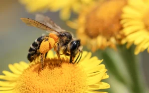 Un moment istoric: albinele, primul insect din istorie care a primit drepturi legale.
