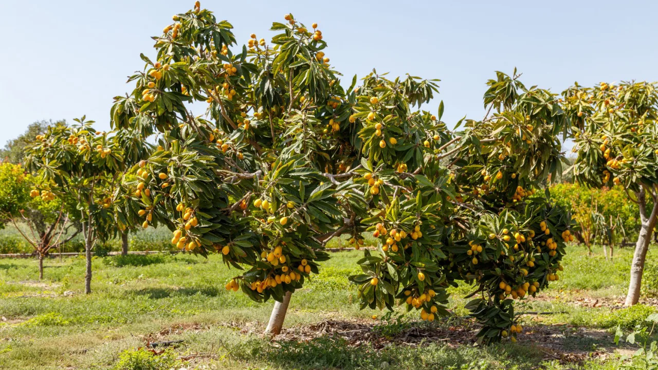 Pete, căderi și natură sălbatică neașteptată: partea mai puțin atractivă a unor copaci ornamentali și cum să conviețuim cu ei fără a le pierde frumusețea.