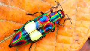 Un insect care poate trăi până la 50 de ani și care pune știința în impas cu ciclul său de viață ascuns.