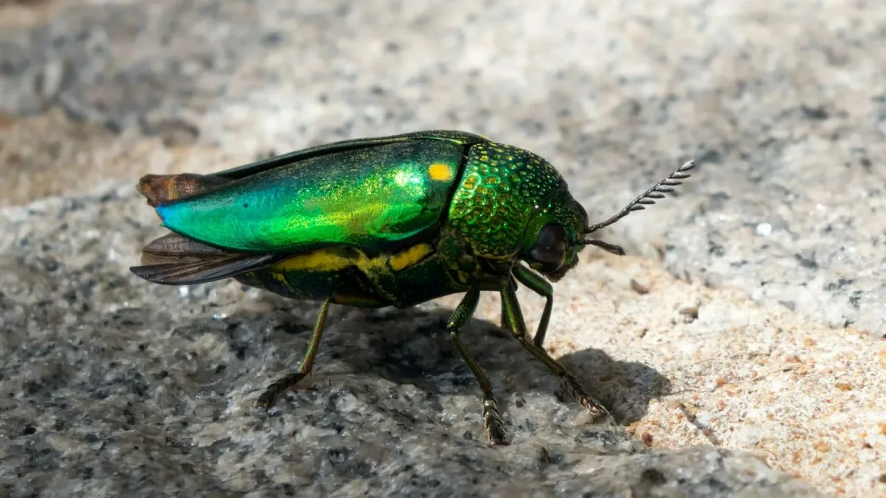 Un insect care poate trăi până la 50 de ani și care pune știința în impas cu ciclul său de viață ascuns.