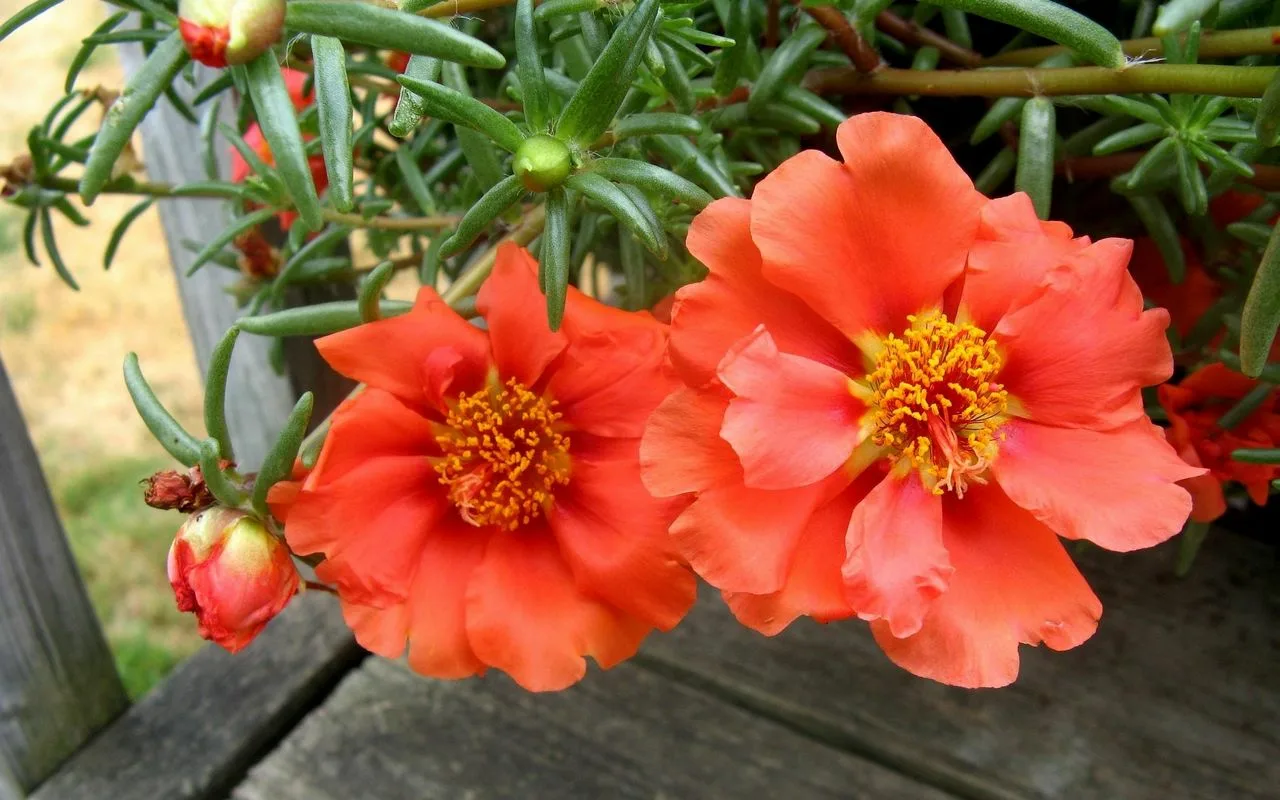 Nu aveți timp? Trei plante războinice, care se îngrijesc singure și înfloresc fără oprire.