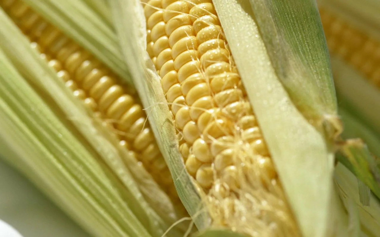 Porumbul 2025/26: cum să determinați densitatea ideală de plantare pentru a evita scăderea randamentului și pentru a utiliza fiecare mediu în mod cât mai eficient.