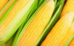 Porumbul 2025/26: cum să determinați densitatea ideală de plantare pentru a evita scăderea randamentului și pentru a utiliza fiecare mediu în mod cât mai eficient.