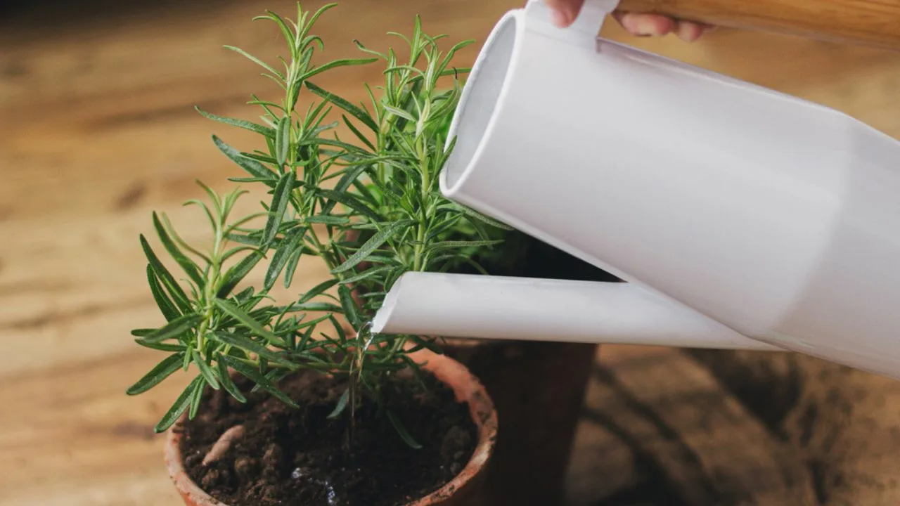 Rozmarin: de ce este recomandat să introduci dopuri în sol și la ce servesc acestea.
