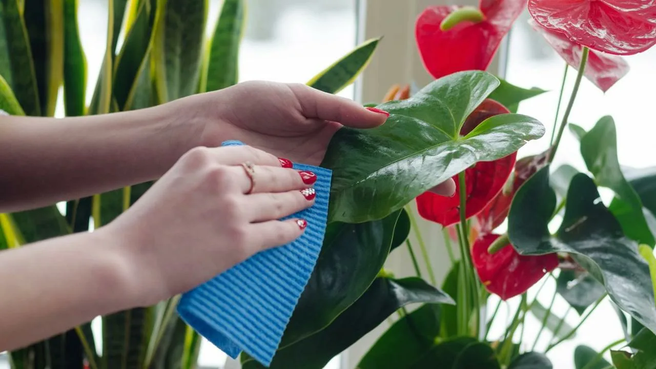 Andre Alonso, expert în plante de interior: „Cea mai mare greșeală pe care o fac oamenii este să pună plantele lângă fereastră”.