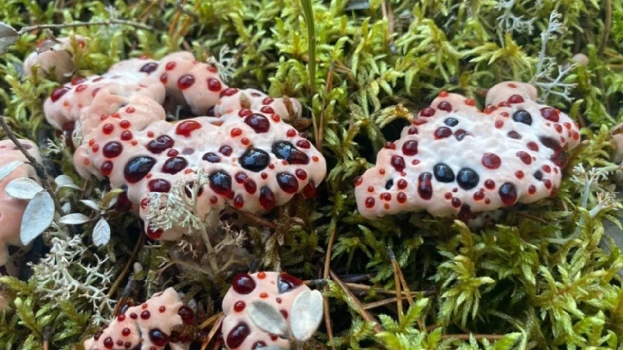 Acest „ciupercă-zombie” invadează corpurile păianjenilor dintr-o singură familie. Ce știm despre această nouă specie?