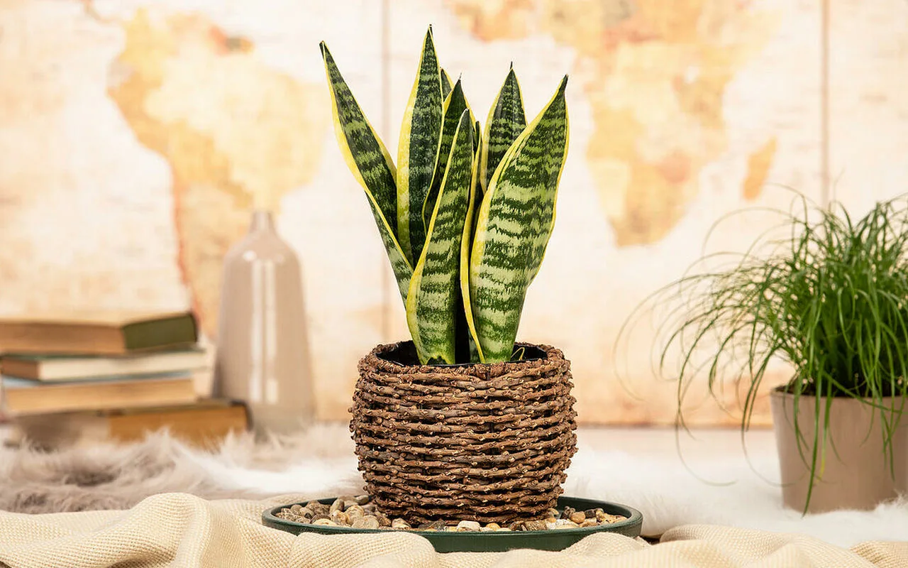 Cum să înmulțiți frunzele de sansevieria pentru a crește planta în mai multe ghivece.