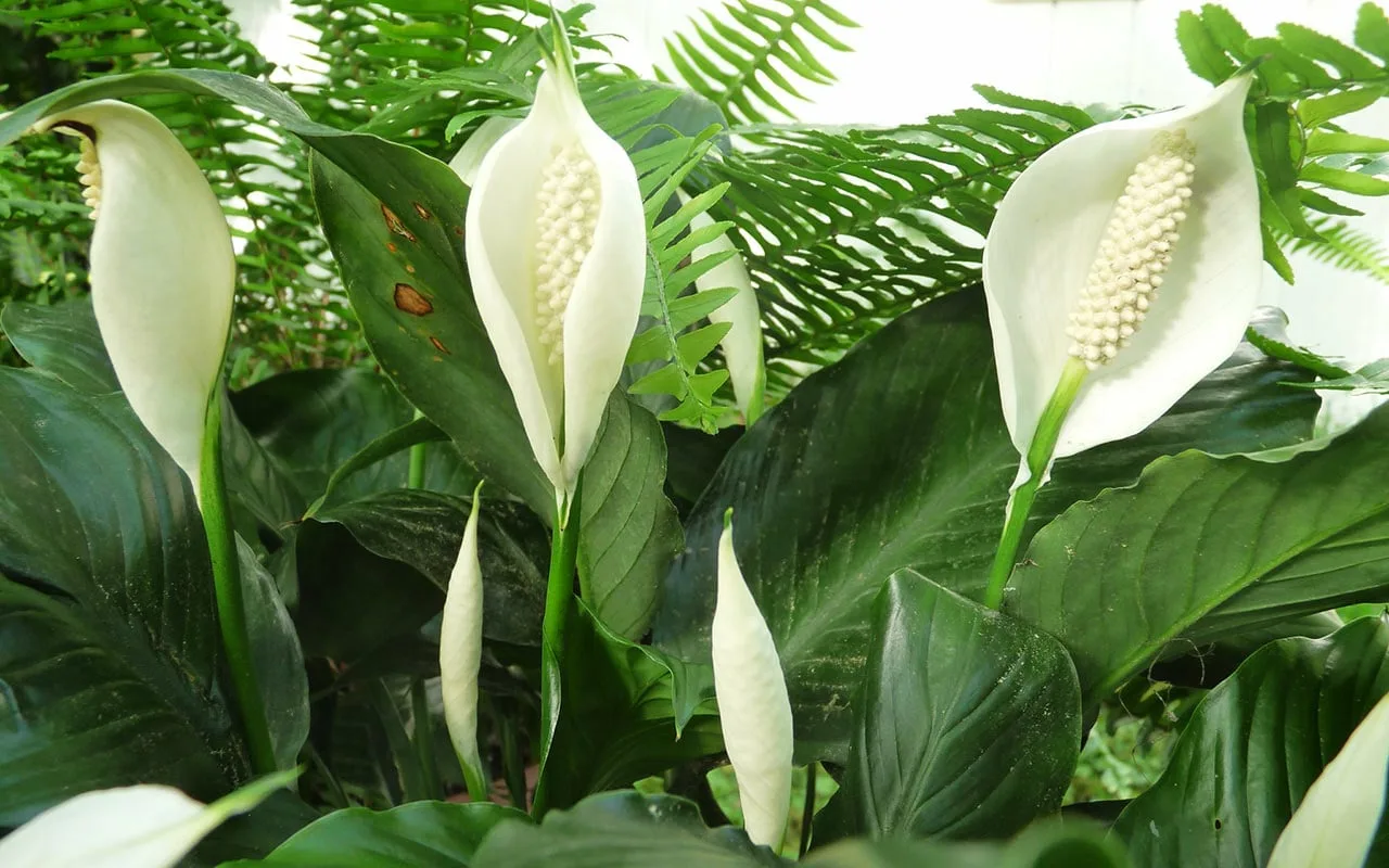 Pun o pinch în apă și stropesc spathiphyllum: un voal alb ca zăpada acoperă florile tot anul — efectul este pur și simplu „wow”.