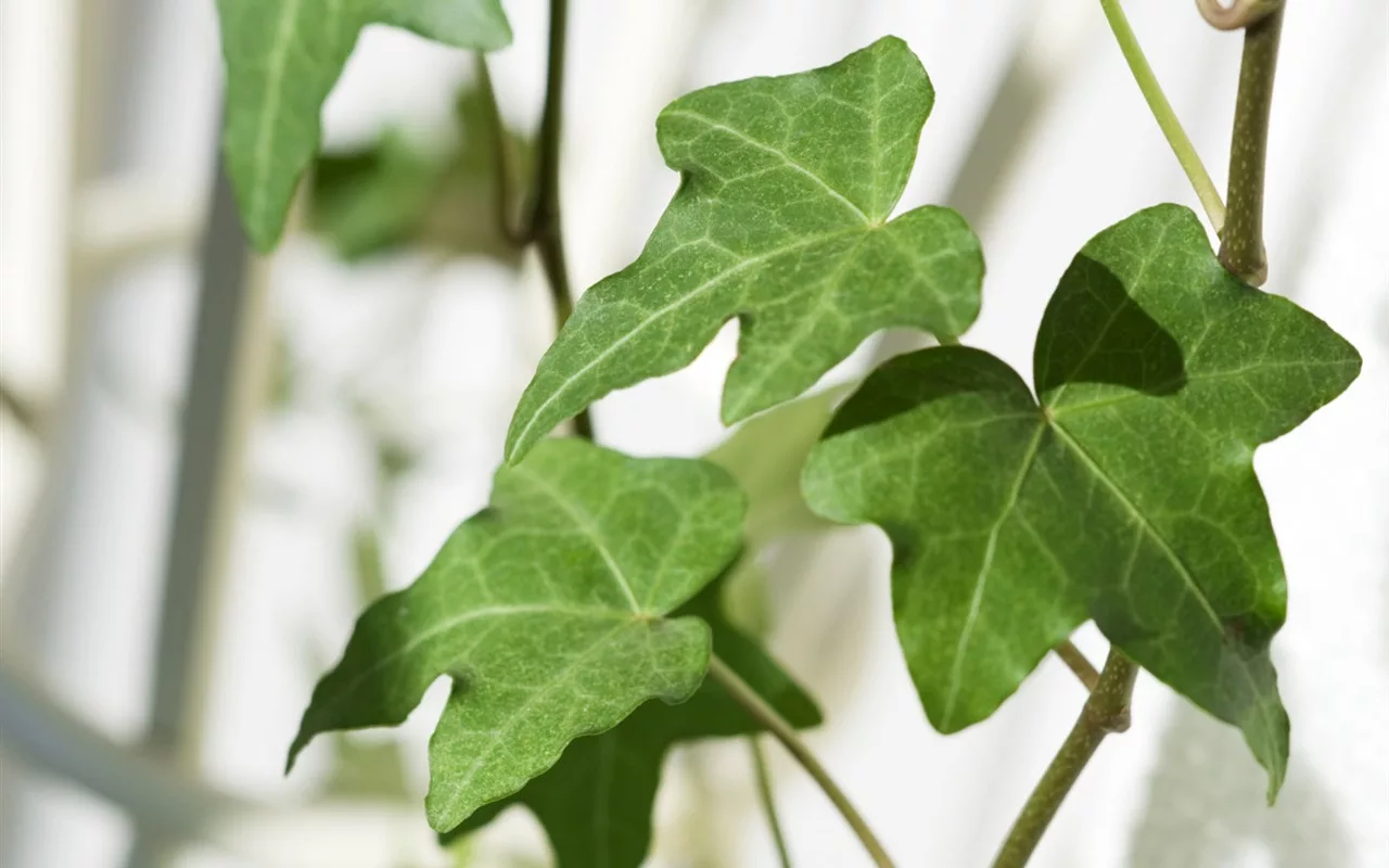 Punerea cojilor de ouă într-un ghiveci cu iederă: de ce este recomandat și la ce servește.