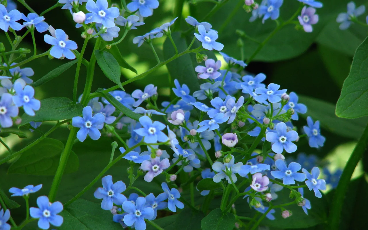O plantă uitată revine în grădini: crește în nisip și înflorește săptămâni întregi.
