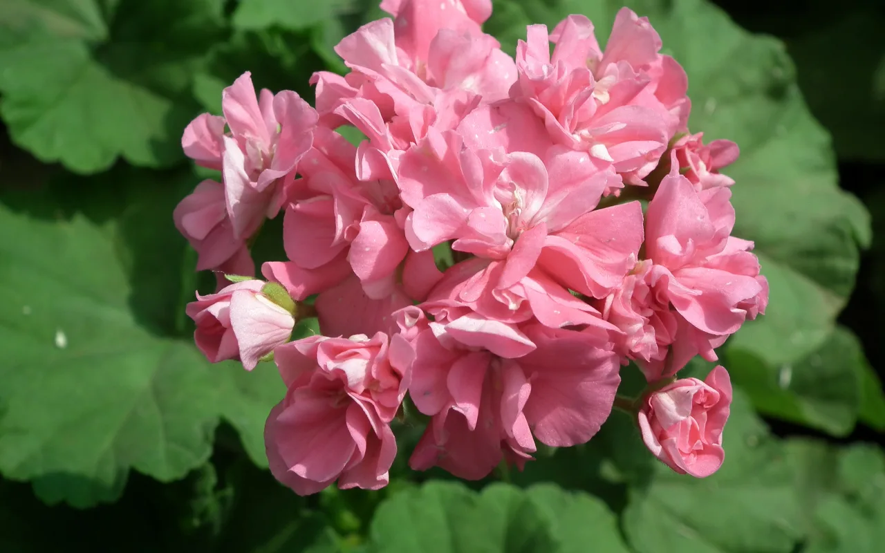 Turn lichidul în tufă - și aceasta nu mai este o mușcată, ci o împărăteasă nebună: înflorește tot anul datorită unei singure fertilizări decisive