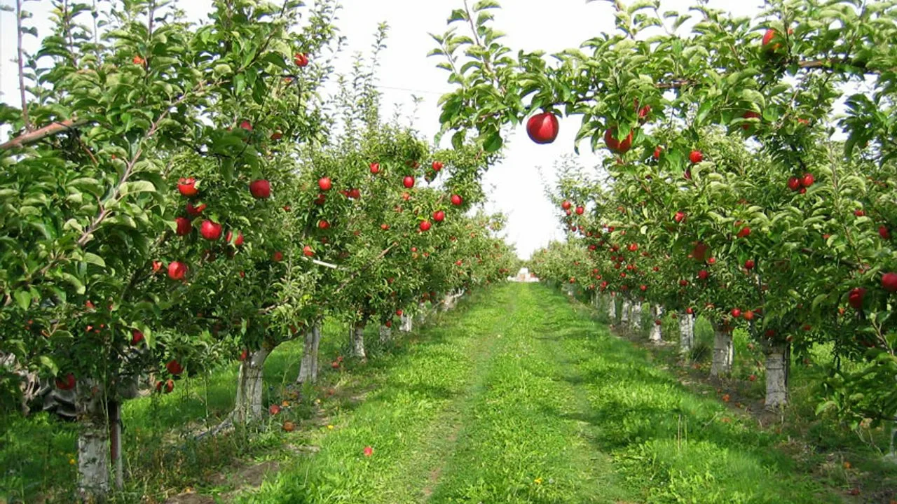 De la origini: grădinile productive — o manieră de gândire despre amenajarea spațiilor verzi, care va rămâne cu noi pentru mult timp.
