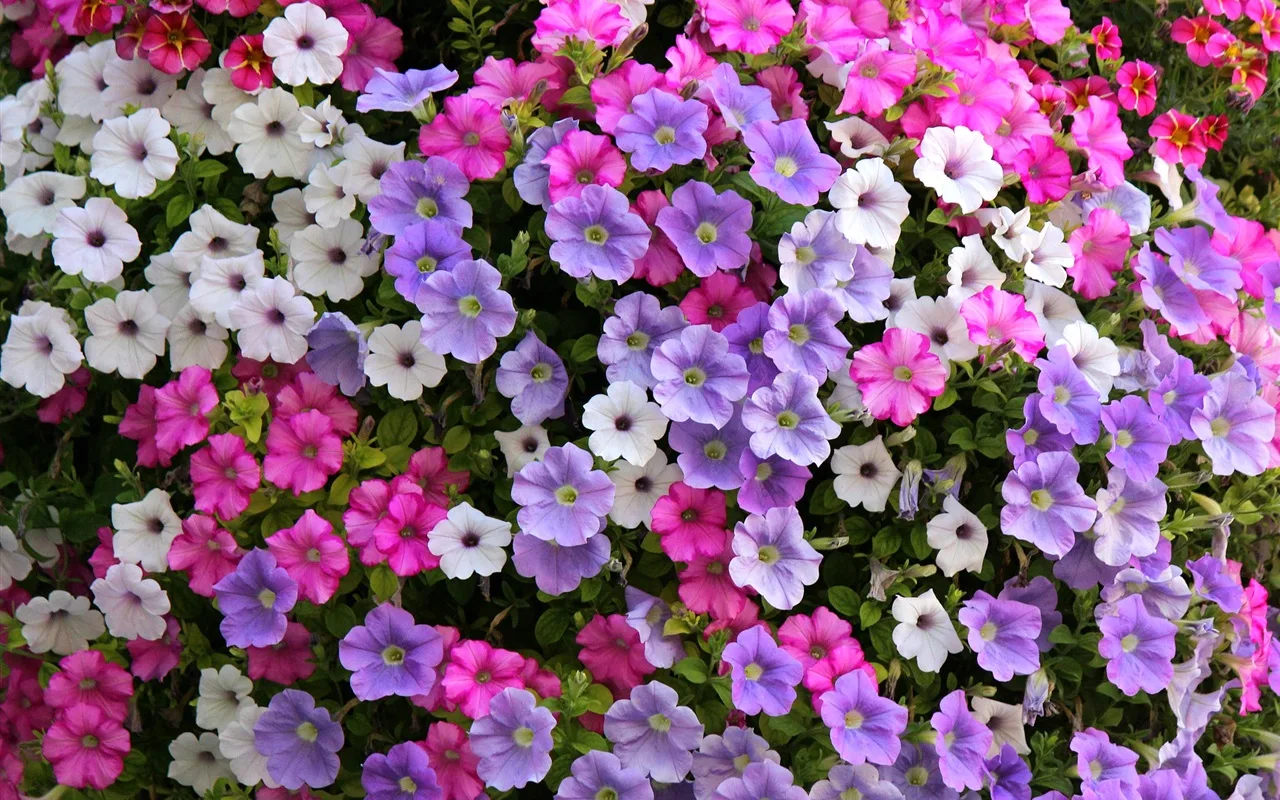 Trei flori care sunt perfecte pentru grădinile mici și care merită plantate în februarie.