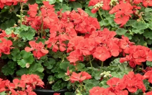 Turn lichidul în tufă – și aceasta nu mai este o mușcată, ci o împărăteasă nebună: înflorește tot anul datorită unei singure fertilizări decisive