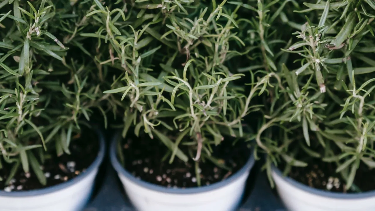 Cum să înmulțiți ramurile de rozmarin pentru ca grădina dvs. să arate verde.