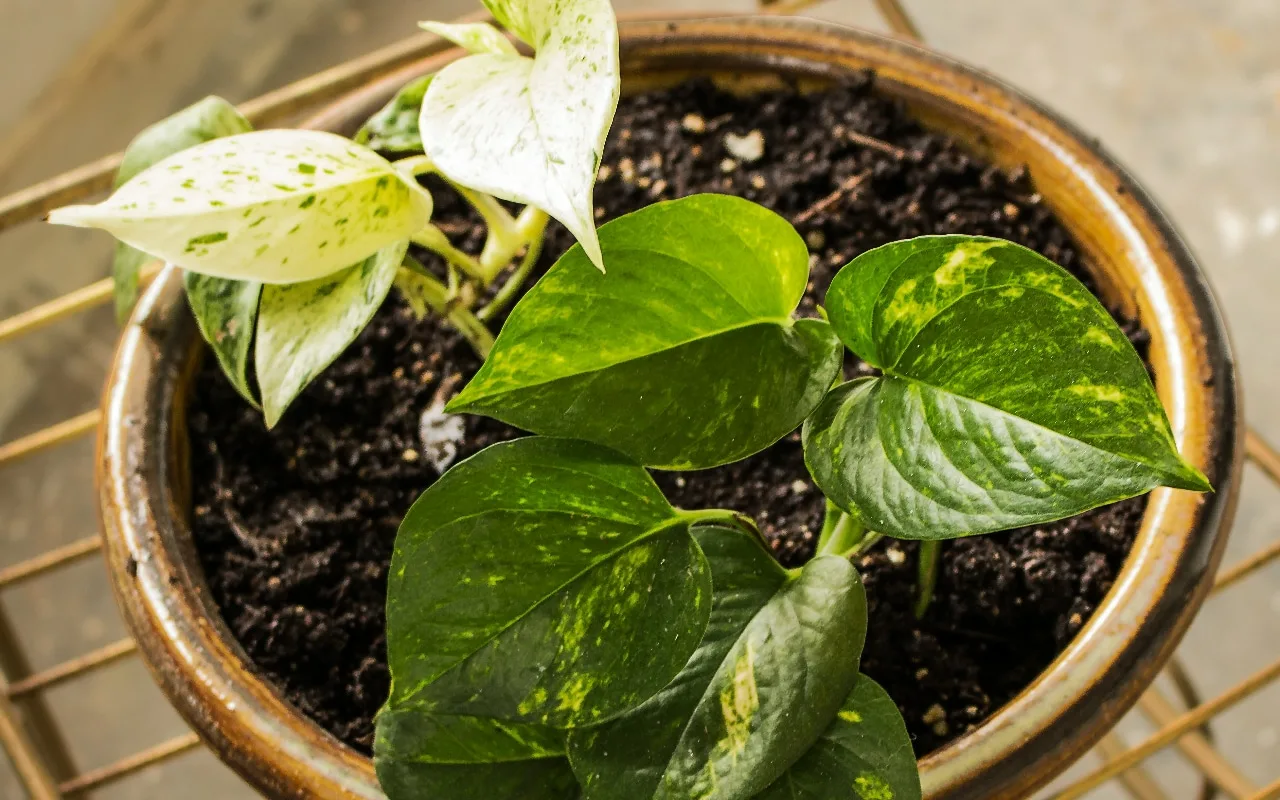 Cum să îngrijești scindapsul de cameră și să stimulezi creșterea frunzelor sale