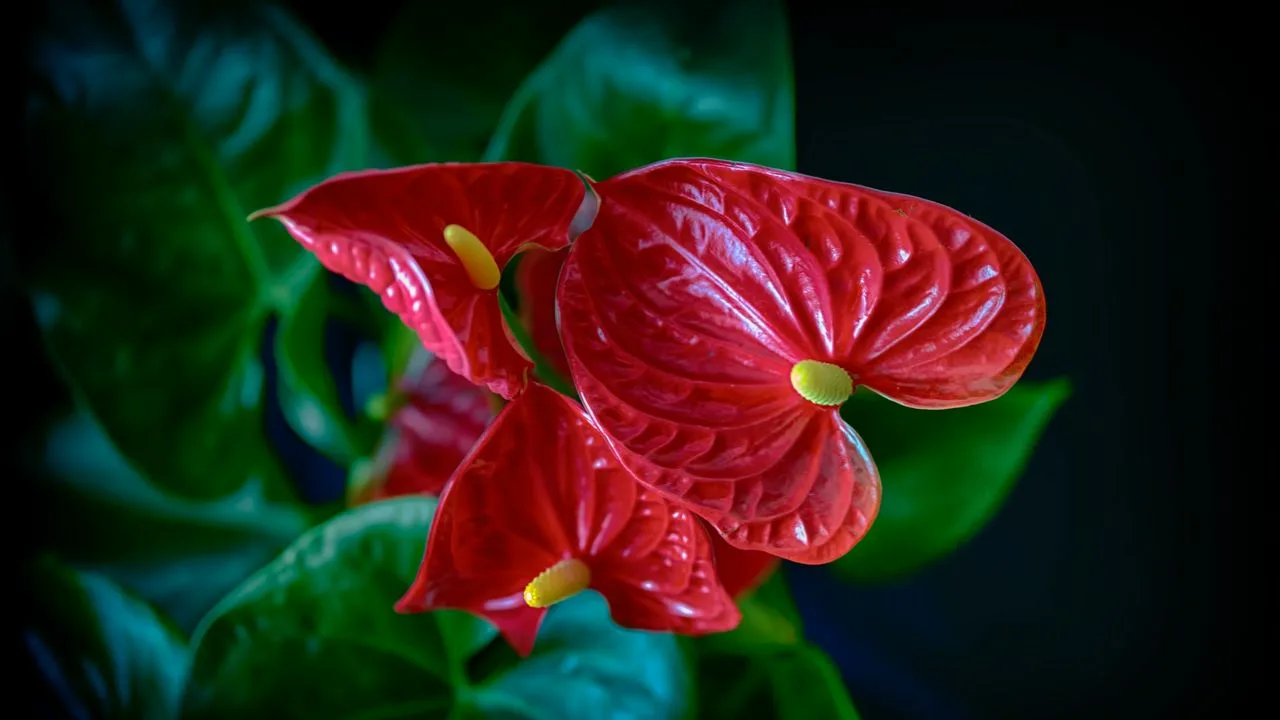 Exotică, nepretențioasă și mereu strălucitoare: planta tropicală care se adaptează cel mai bine la interiorul casei.