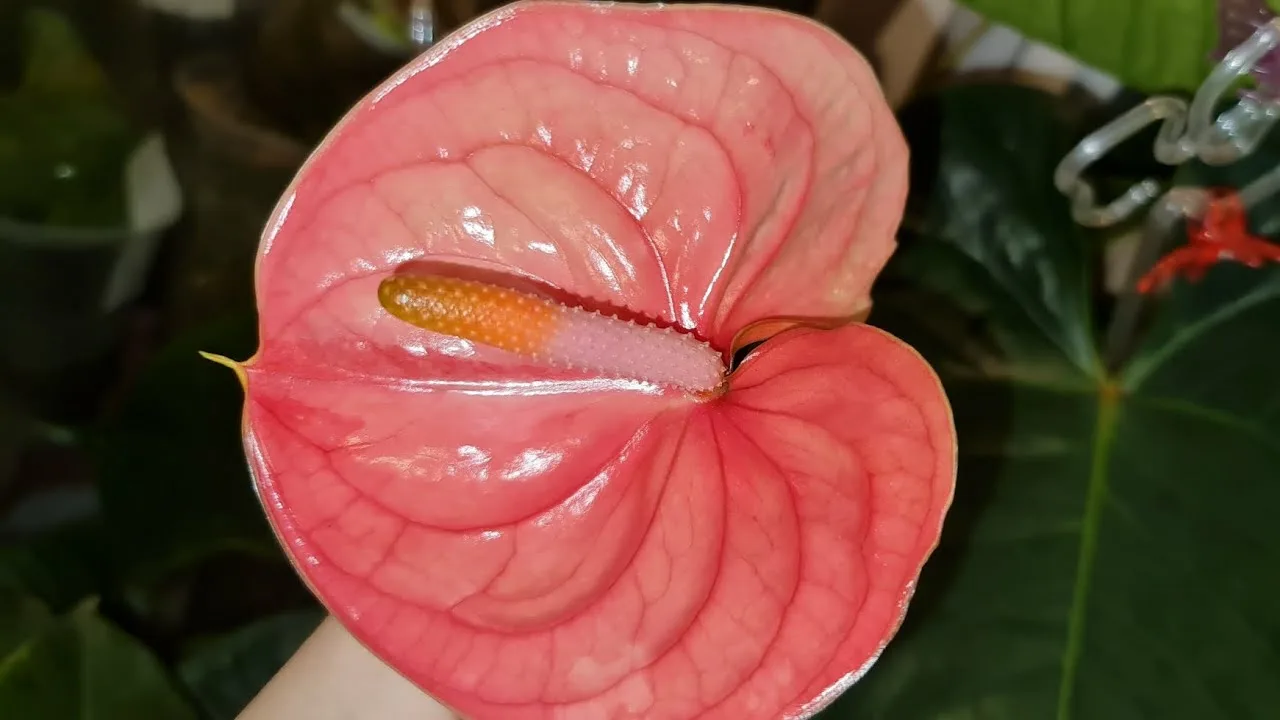 Exotică, nepretențioasă și mereu strălucitoare: planta tropicală care se adaptează cel mai bine la interiorul casei.