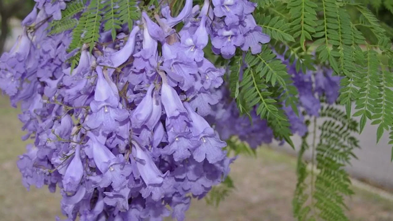 Care plantă oferă cea mai multă umbră și răcorește cel mai bine în timpul verii?