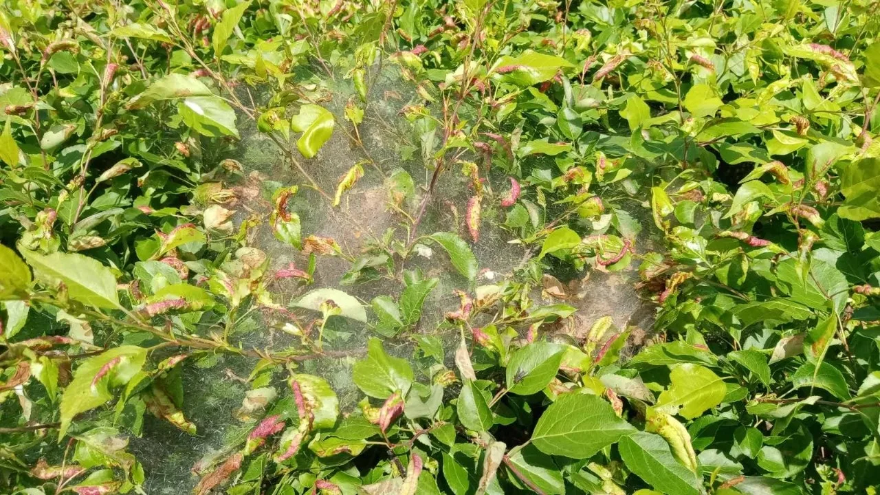 În februarie, udați buștenii cu acest remediu. Acest lucru vă va scăpa de larvele moliei buștenilor și va salva tufișul.