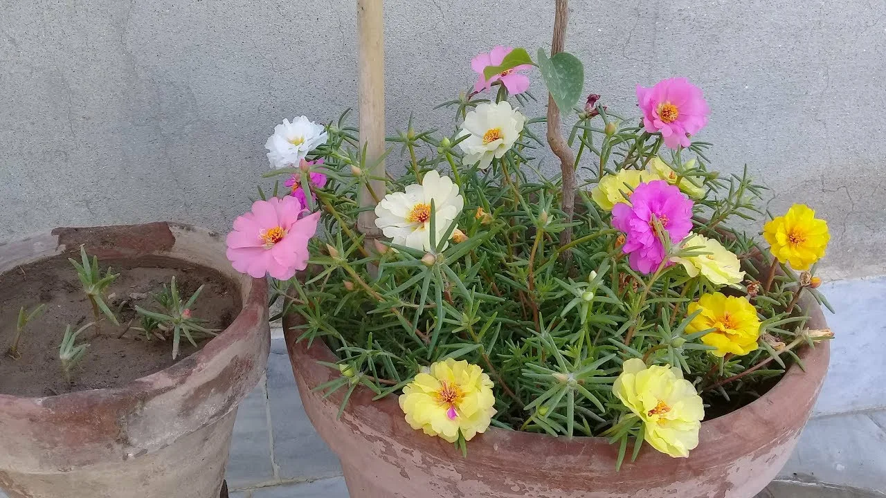 Ce este portulaca, o plantă care suportă bine soarele arzător și poate crește în ghiveci?