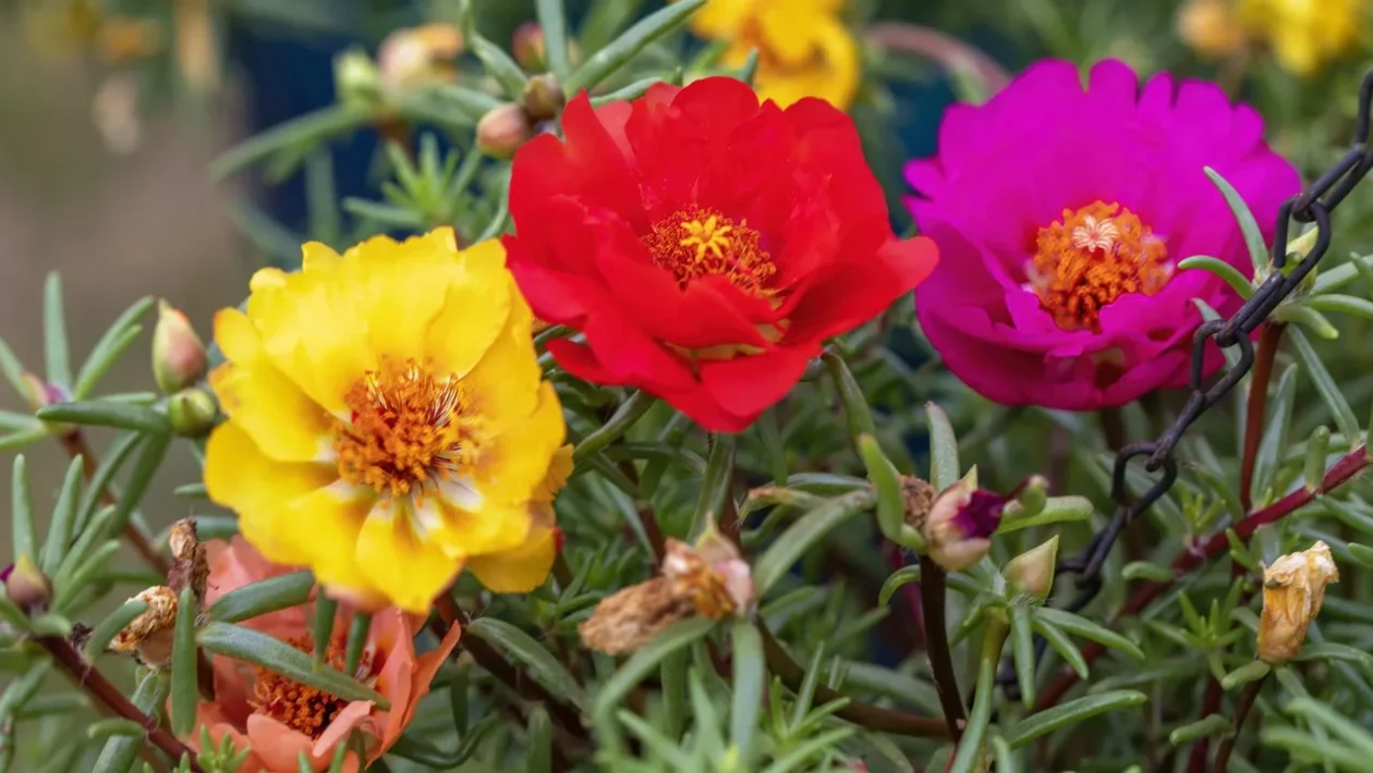 portulaca