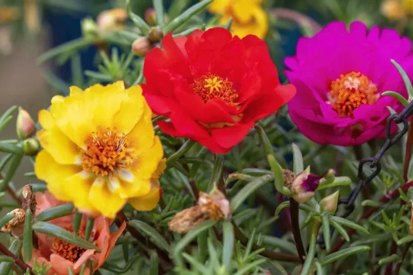 portulaca