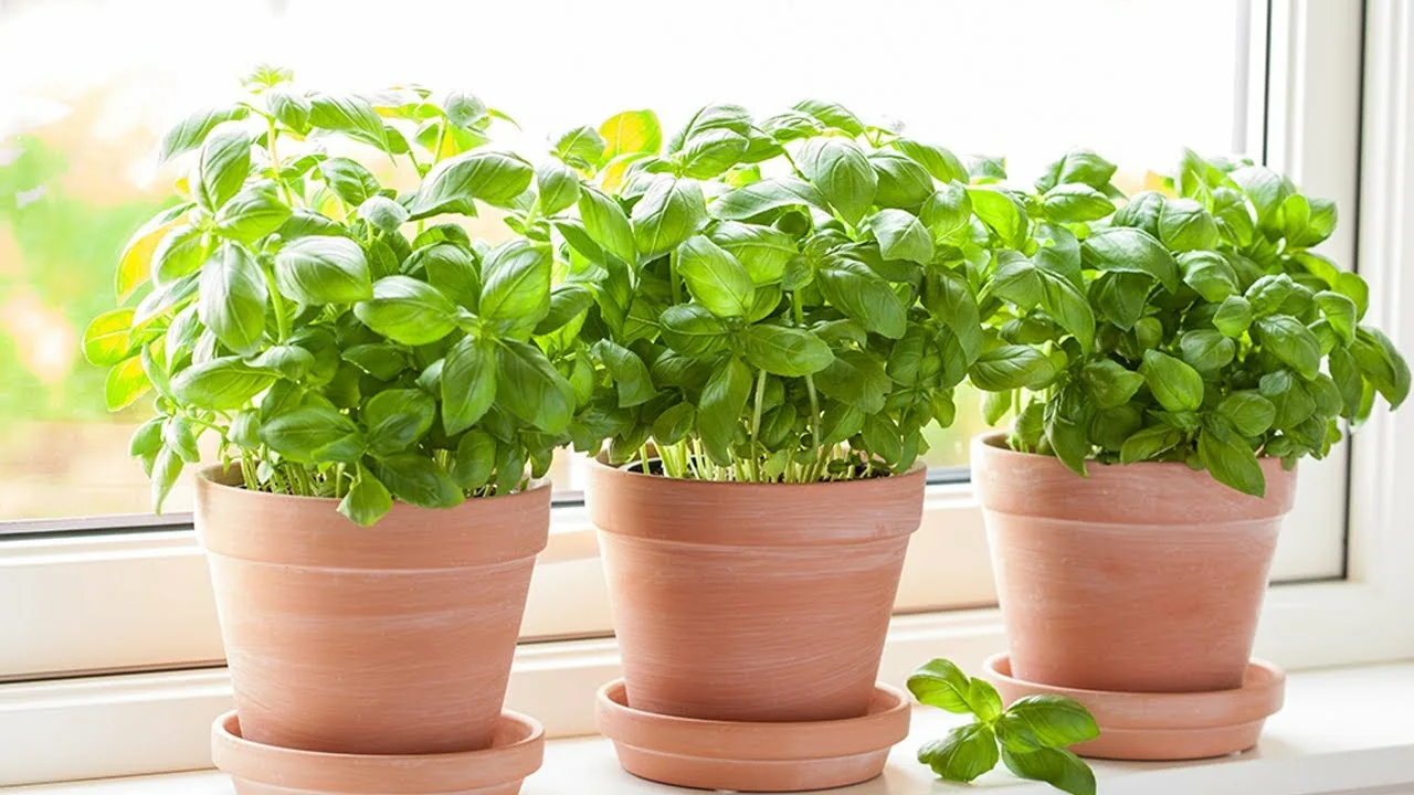 Nu este doar un element decorativ: unde să așezați planta de busuioc pentru a atrage abundența în casa dumneavoastră.