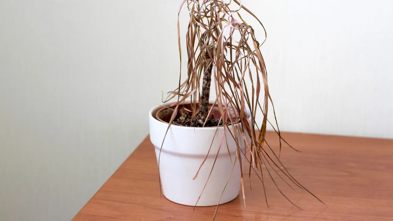 Expert în plante, el cunoaște un secret: „Așa au încetat plantele mele să mai moară”.