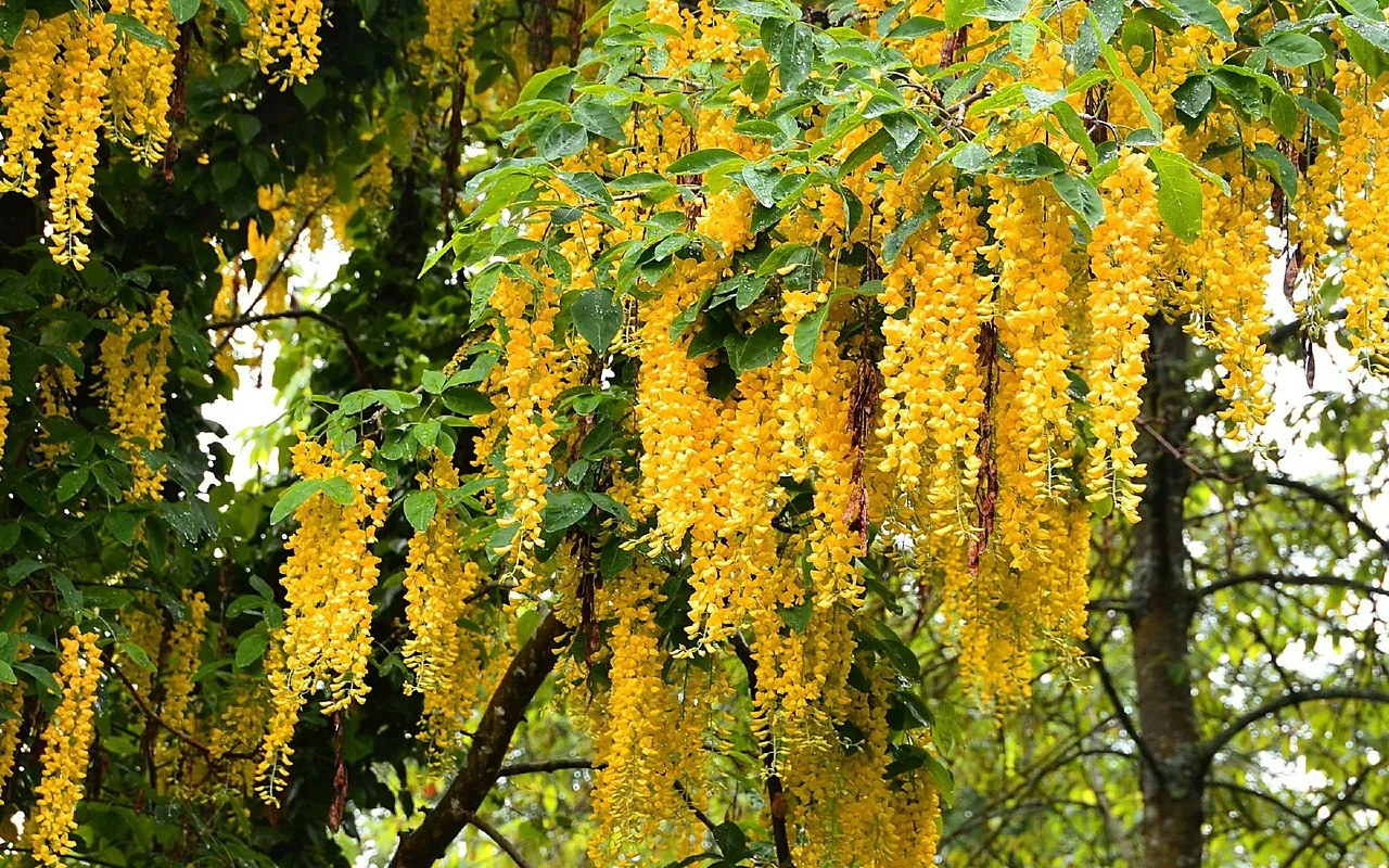 O plantă cățărătoare care ocupă primul loc în topul tendințelor: înflorește tot anul și crește rapid.