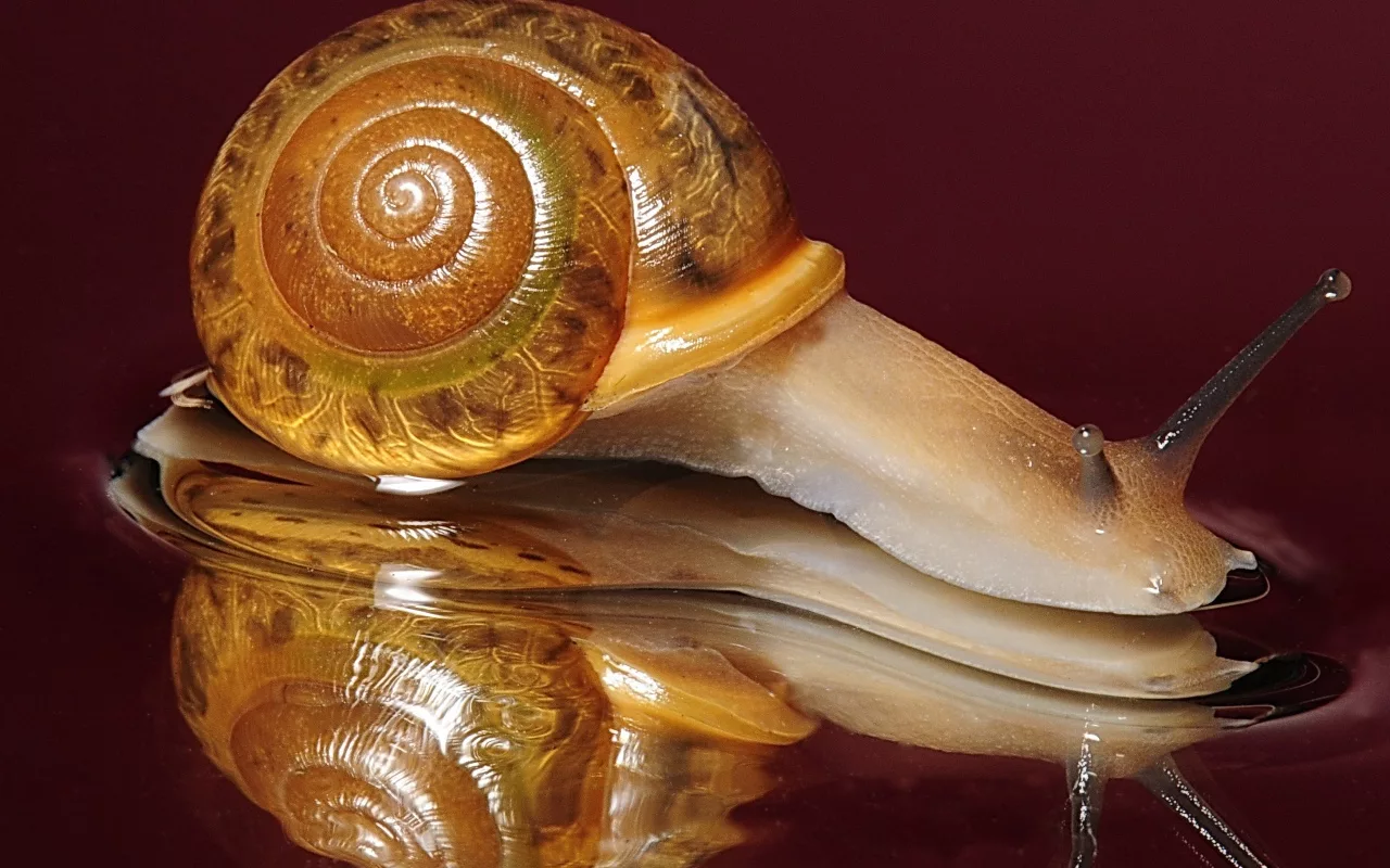 Speciile invazive afectează piața alimentară și provoacă pierderi de milioane de dolari în SUA.