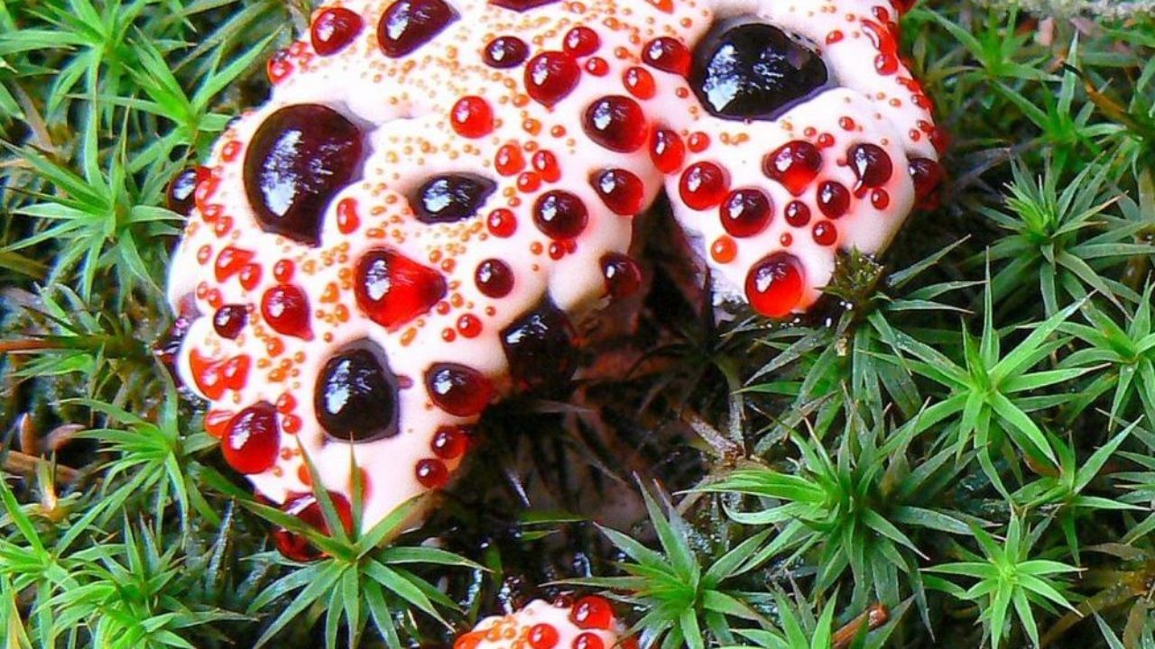 Acest „ciupercă-zombie” invadează corpurile păianjenilor dintr-o singură familie. Ce știm despre această nouă specie?