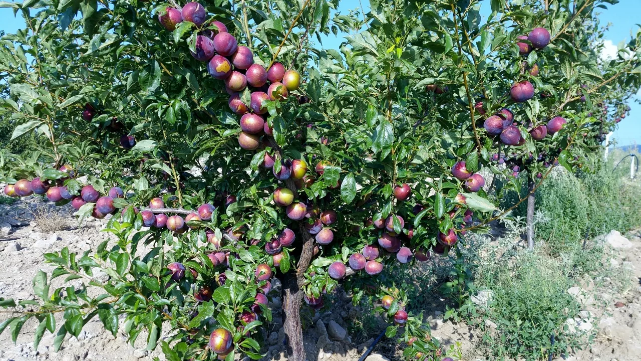 Cel mai bun pom fructifer pentru grădina dvs.: rădăcinile sale nu afânau solul, este ușor de îngrijit și înflorește iarna.