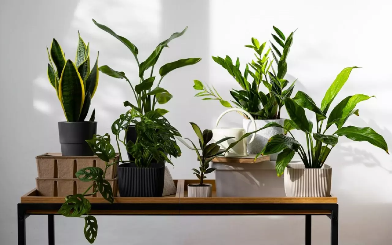 Căldura: 10 plante care vă vor ajuta să vă răcoriți casa vara