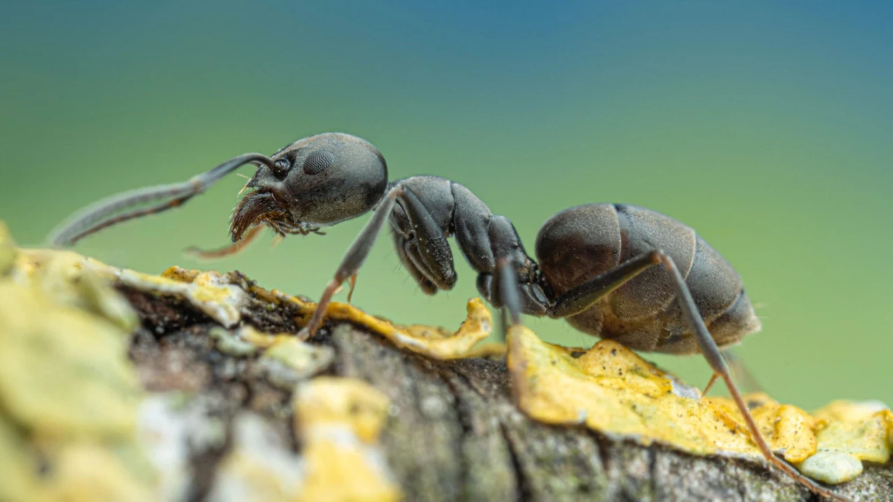 Invazia furnicilor negre: cum să scapi de ele în grădină și în jurul casei?