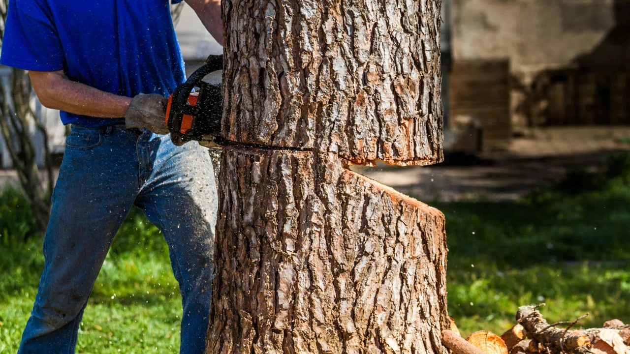 Tăierea copacilor fără autorizație: ce spun regulile în vigoare?